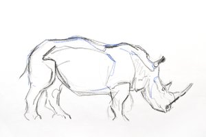 Rhinocéros blanc, 2021