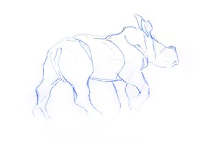 Bébé rhinocéros blanc