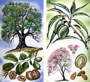 Toutes sortes de noix : Noix et amandes