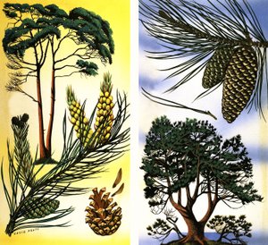 Toutes sortes de pins et de sapins : Pin sylvestre et pin maritime