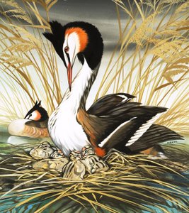 Grèbe huppé, illustration de "Il était une fois" (gouache sur papier)