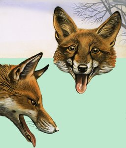 Le Renard