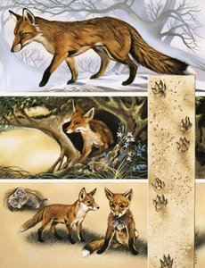 Le Renard
