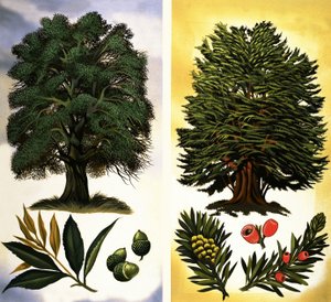 Arbres visibles : Chêne vert et if