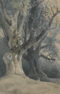 Arbres dans le parc de Northwick