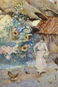 Nourrir les poules