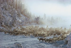 Rennes, élan, caribou ou troupeau d