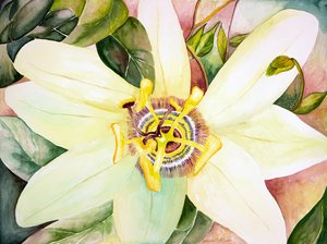 Passiflore, 2007 (aquarelle) - Deborah Eve Alastra