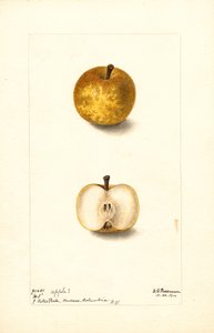 Pommes (Malus domestica : No.1) (aquarelle)