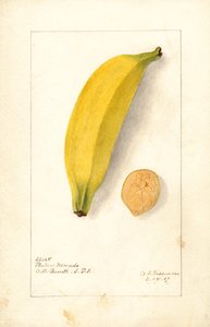 Bananes ( Musa : Purple Banana) (aquarelle) - Deborah Griscom Passmore