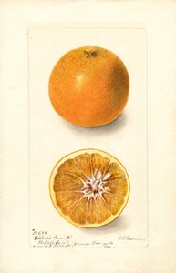 Oranges (Citrus sinensis : Bishops Favorite) (aquarelle) - Deborah Griscom Passmore