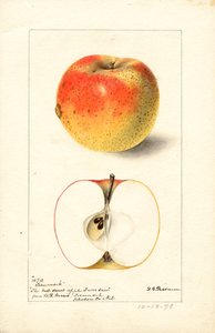 Pommes Tecumseh ( Malus domestica) (aquarelle)