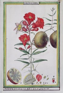 Grenadier, de Florindie ou Histoire physico-économique des végétaux de la Torride, 1789 - Delahaye