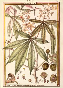 Manioc (Jatropha manihot), par Delahaye, aquarelle