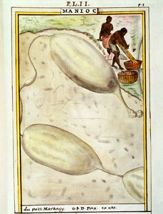 Manioc (Manihot esculenta) - Delahaye Delahaye