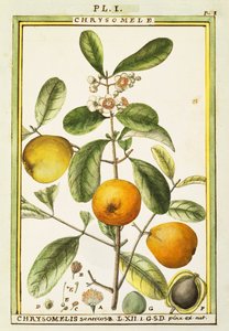 Chrysomèle (Chrysomelis senticosa), aquarelle par Delahaye