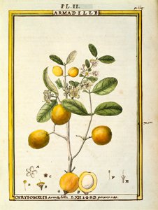 Chrysomelis Armadilla, aquarelle par Delahaye