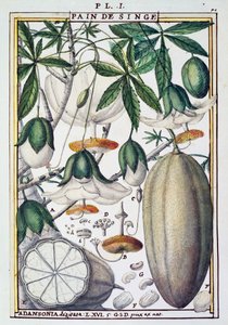 Fruits et fleurs de baobab (Adansonia digitata) par Delahaye, de Florindie ou Histoire physico-économique des Végétaux de la Torride