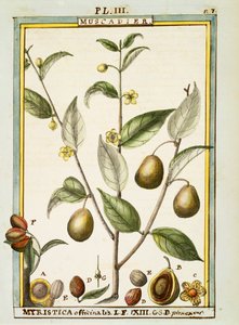 Noix de muscade (Myristica fragrans ou officinalis), aquarelle par Delahaye