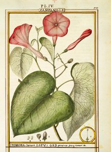 Liseron rose (Ipomoea Carnea), aquarelle par Delahaye