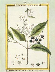 Laurier rouge (Laurus borbonia ou Persea carolinensis), aquarelle par Delahaye - Delahaye Delahaye