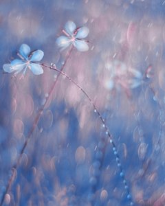  - Delphine Devos