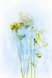  - Delphine Devos