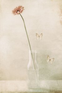  - Delphine Devos