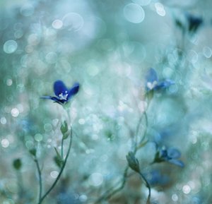  - Delphine Devos