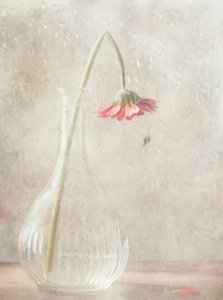  - Delphine Devos