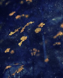  - Delphine Devos