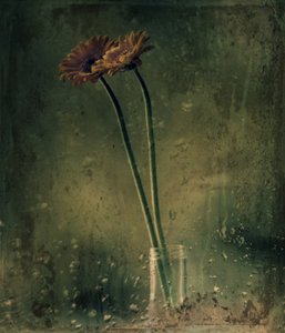 Gerberas pour les jours de pluie - Delphine Devos