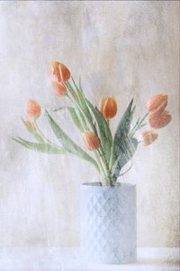  - Delphine Devos