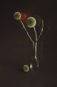  - Desislava Ignatova