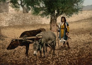Autochtone de Palestine travaillant avec un bœuf et un âne, Terre Sainte, c.1890-c.1900
