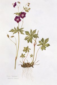 Géranium sombre - Diana Everett
