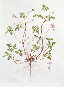 Herbe Robert - Diana Everett