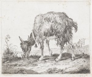 Chèvre broutant avec une cloche
