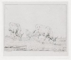 Vaches paissant