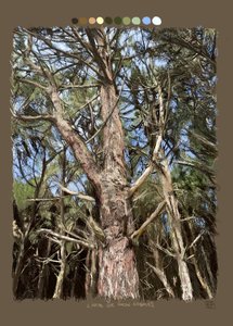 Les lignes qui font les arbres, 2022 (œuvre d