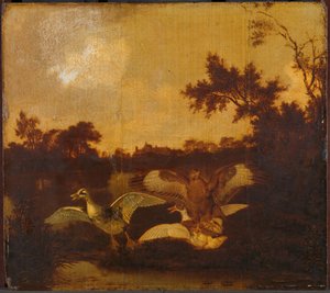 Une buse attaque deux canards