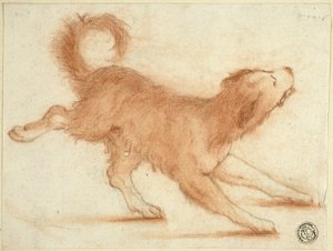 Un chien qui grogne, prêt à bondir