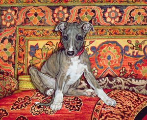 Mon bébé whippet, 1994