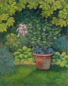 Le chat du pot de fleurs