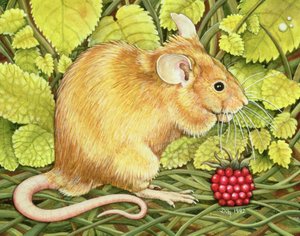 La Souris Framboise