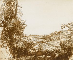 Oliveraies - Donald Shaw MacLaughlan