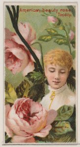 Rose American Beauty: Timidité, de la série Beautés florales et langage des fleurs, 1892