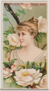 Rose nuptiale : Amour heureux, de la série Beautés florales et langage des fleurs N75 - Donaldson Brothers