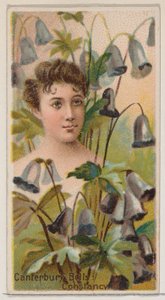 Campanules : Constance, de la série Beautés florales et langage des fleurs N75 - Donaldson Brothers
