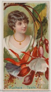 Fuchsia : Goût, de la série Beautés florales et langage des fleurs N75 pour Duke bra..., 1892